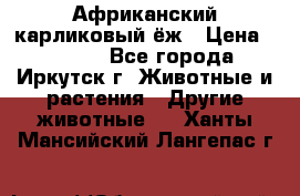 Африканский карликовый ёж › Цена ­ 6 000 - Все города, Иркутск г. Животные и растения » Другие животные   . Ханты-Мансийский,Лангепас г.